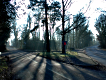Wooded Hill